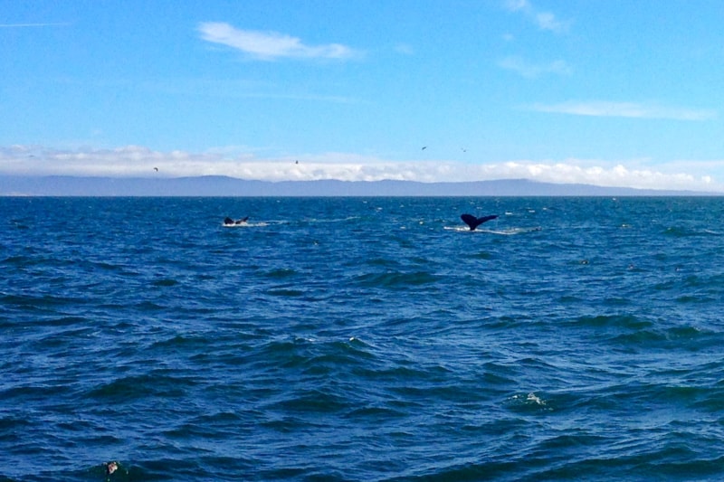 Whales fluking in Monterey Bay, CA
