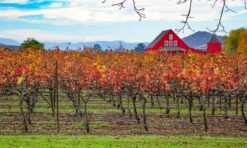 30+ Exciting Things to Do in Napa Valley Besides Wine!
