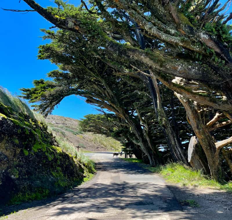 Cypress trees at Point Reyes, California