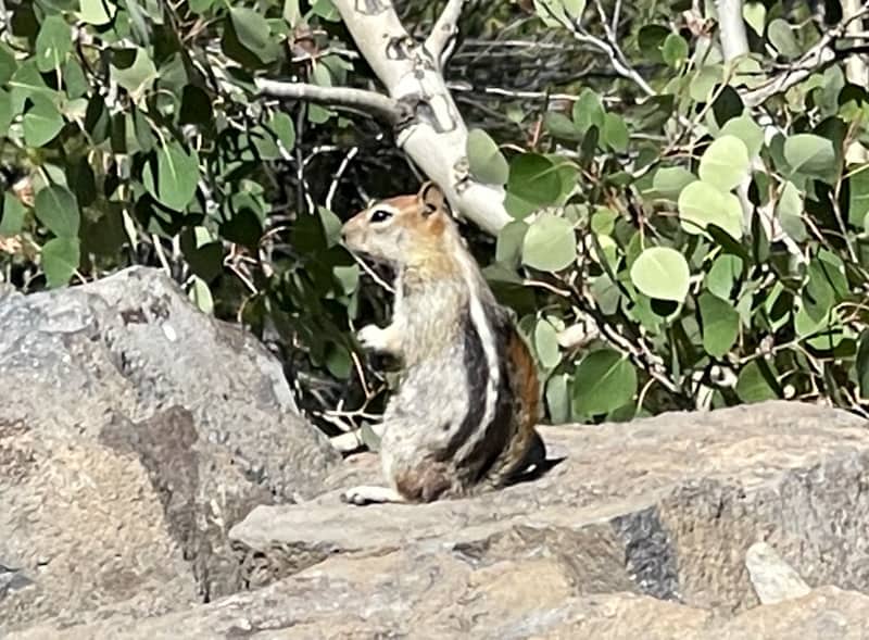 A squirrel at Devils Postpile NM California