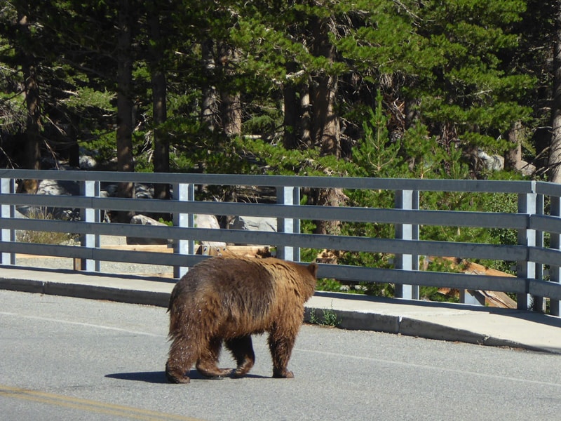 A black bear in Mammoth Lakes, CA