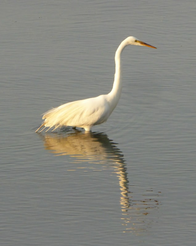 Great white egret in Morro Bay, CA