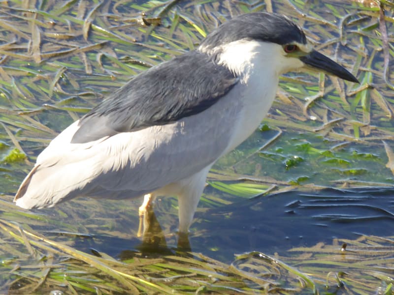 Birding along the Embarcadero in Morro Bay, CA