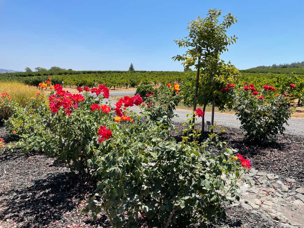 Roses in bloom at the Coppola Winery in Healdsburg, CA