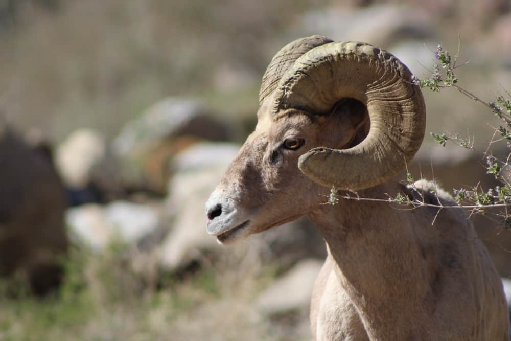 Desert bighorn sheep