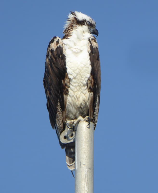 An osprey in Morro Bay, CA