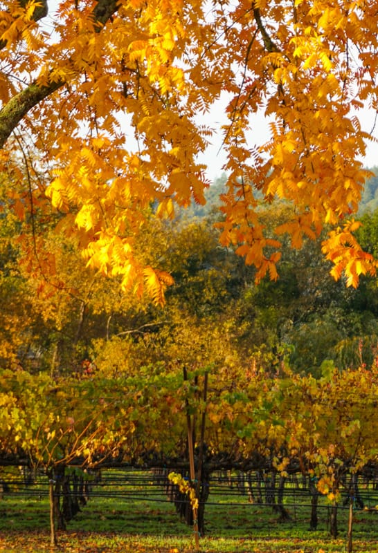 Fall colors in Yountville in the Napa Valley of California