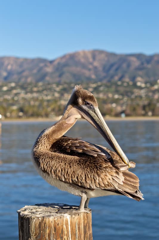 A brown pelican in Santa Barbara, CA