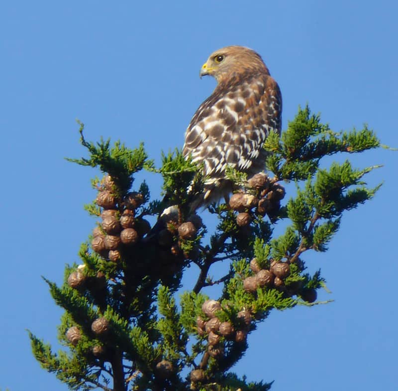 A red shouldered hawk in California