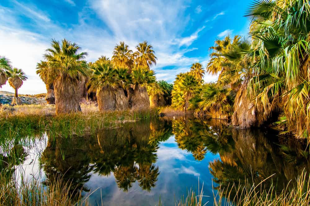 McCallum Pond at the Coachella Valley Preserve near Palm Springs, California