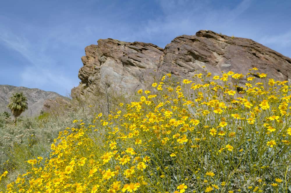 Wildflowers at the Indian Canyons in Palm Springs, CA
