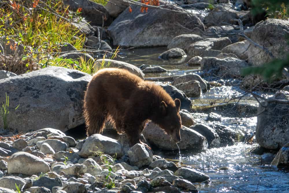 Bear at Taylor Creek in Lake Tahoe, CA