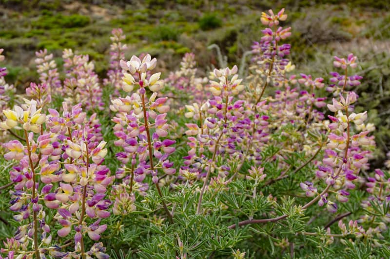 Bush lupine on the Sea Lion Point Trail in Point Lobos, CA