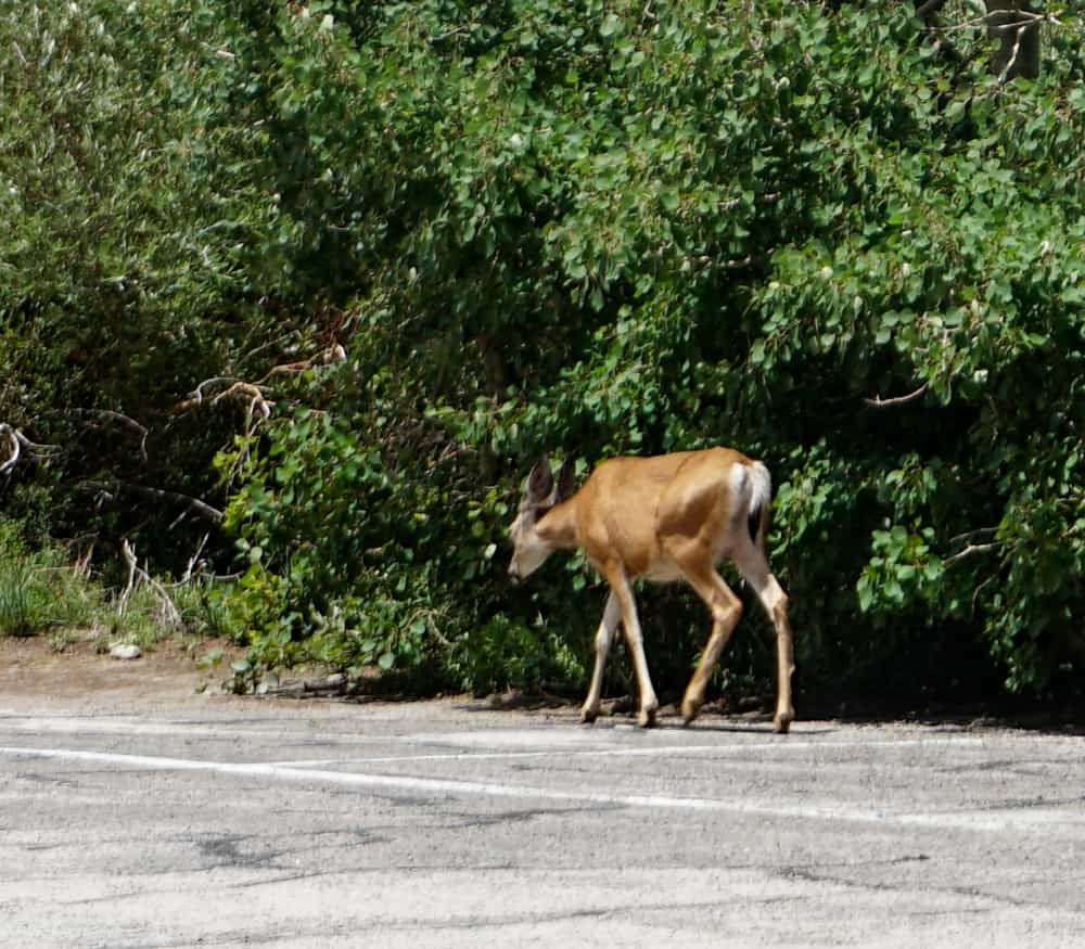 Deer at the parking area in Onion Valley, CA