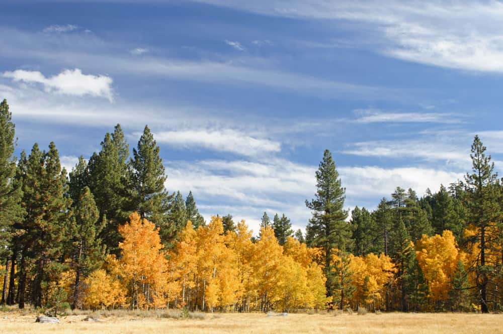 Fall color near Lake Tahoe, California