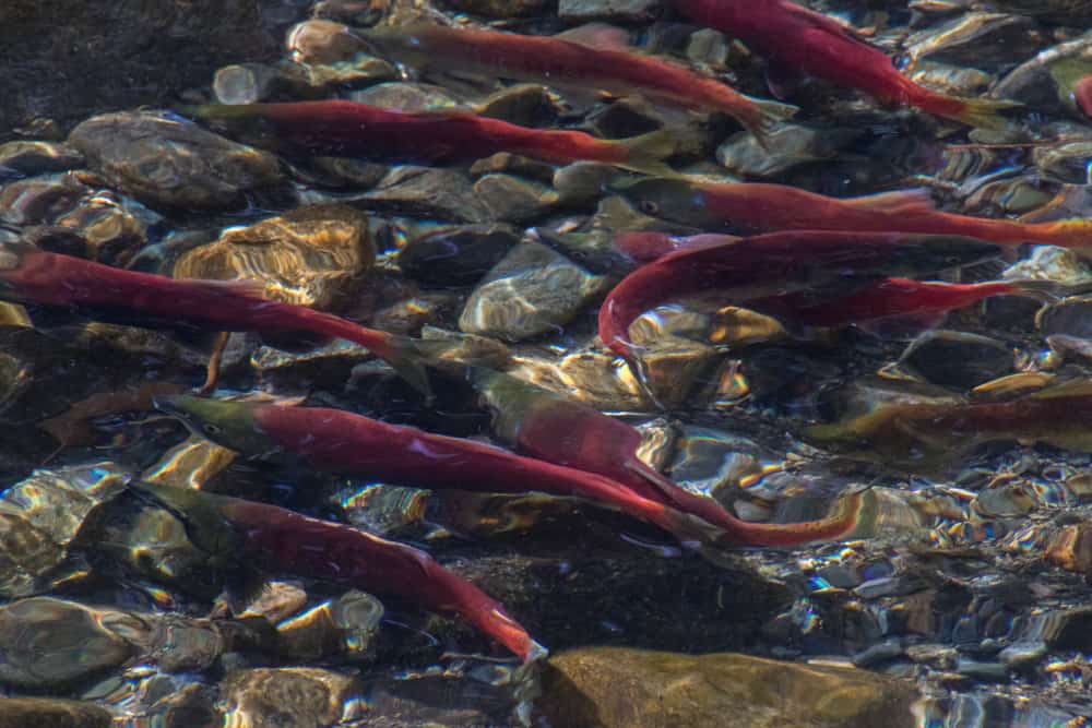 Kokanee salmon at Taylor Creek in Lake Tahoe, CA