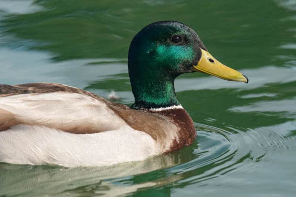 Mallard duck in California