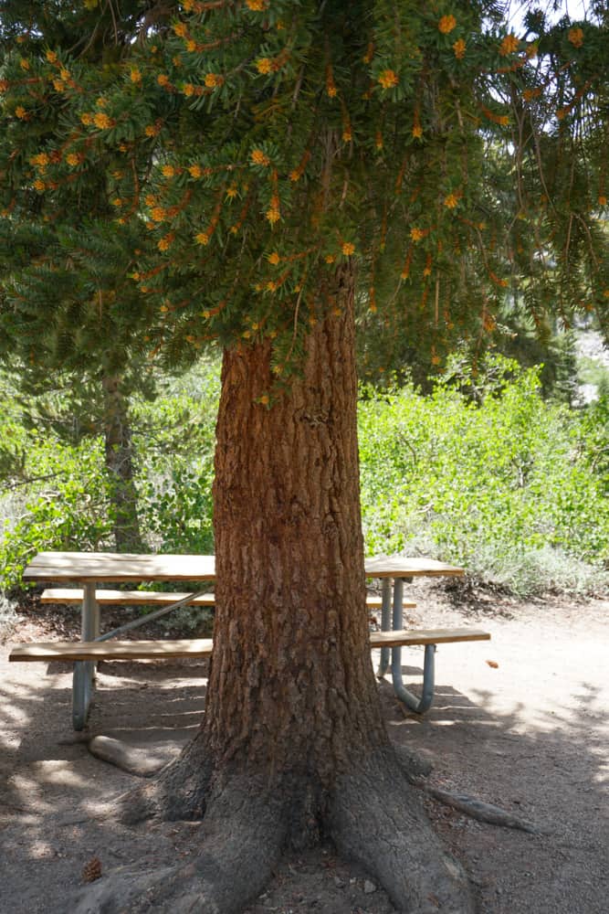 Picnic table at the Onion Valley Trailhead parking area in California