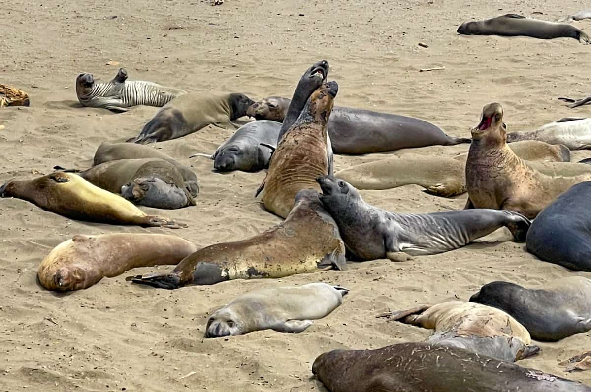 Piedras Blancas Elephant Seal Rookery in San Simeon, CA