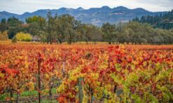 Where to Stay in Napa Valley, California: Best Hotels + Vacation Rentals!