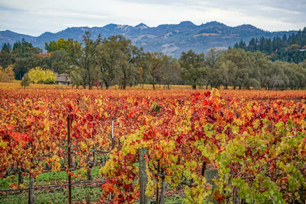 Vineyards in Napa Valley, CA, in the fall