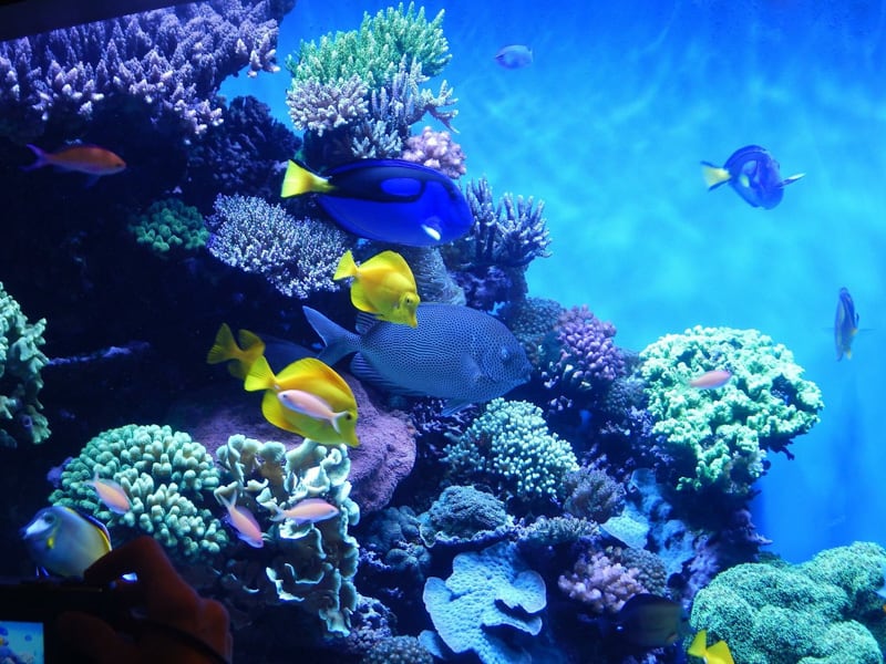 Exhibit in the Monterey Bay Aquarium in California