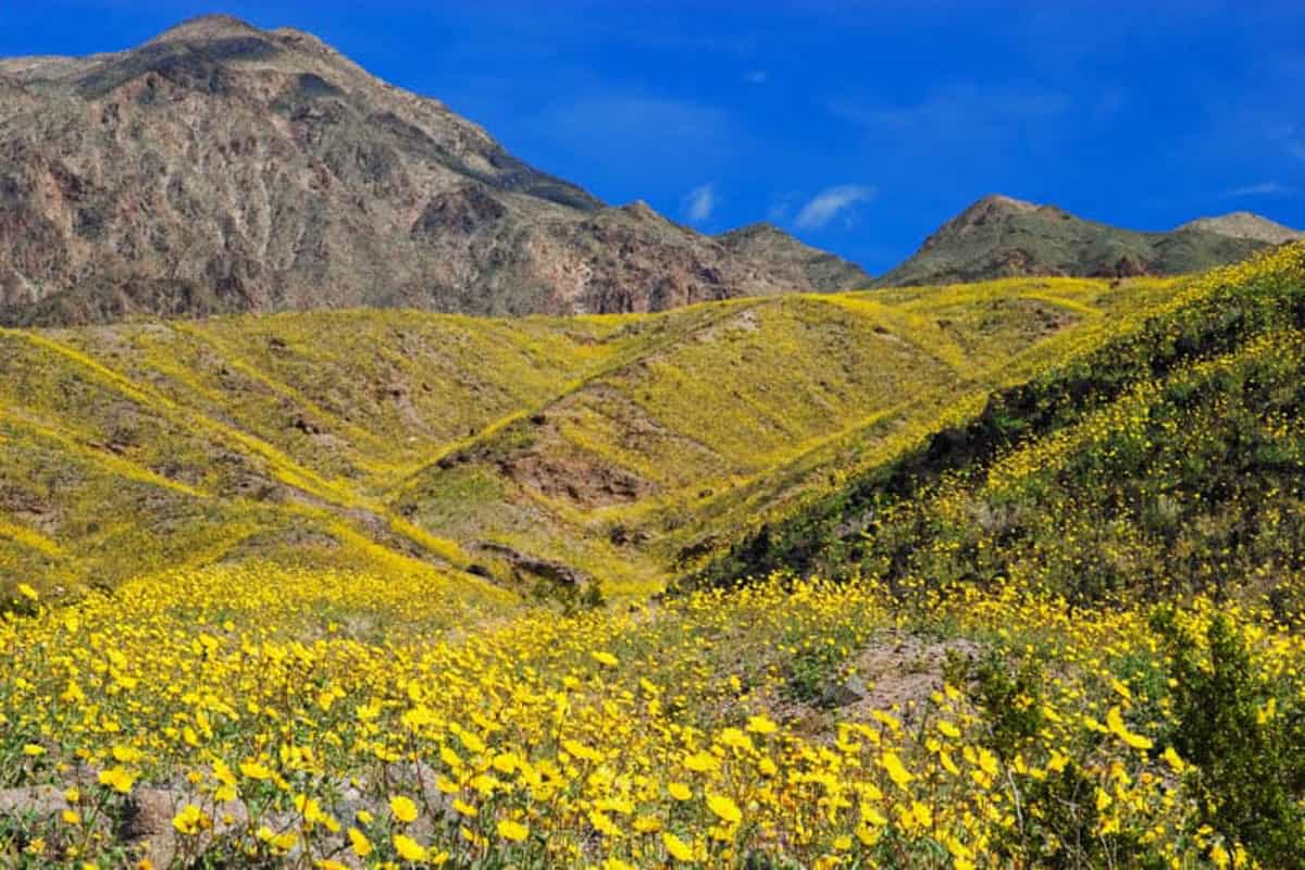 Wildflower bloom in Death Valley NP California