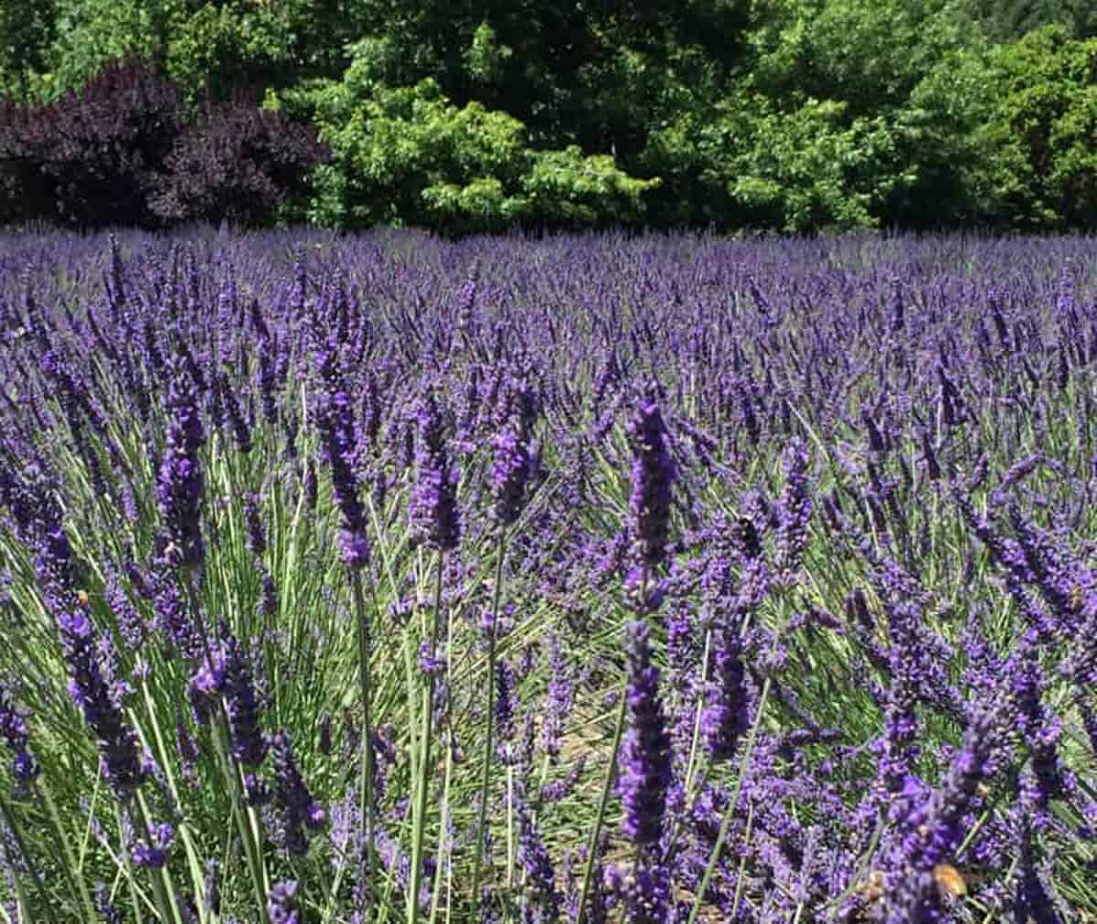 Lavender in bloom in May in Sonoma County