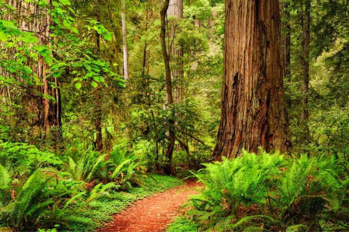 Trail through Redwoods Northern California USA