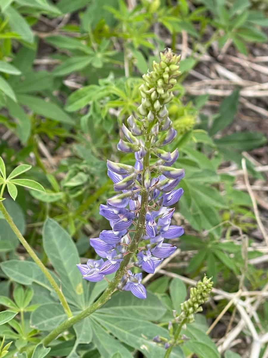 Lupine blooming along the Rainbow Falls Trail in Mammoth Lakes, California