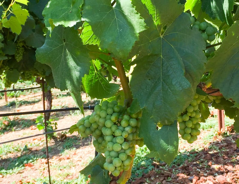 Grapes in vineyard