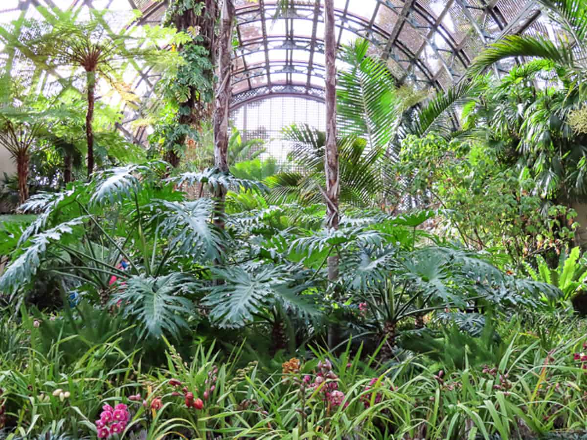 Exotic tropicals in the Botanical Building in Balboa Park, San Diego. 