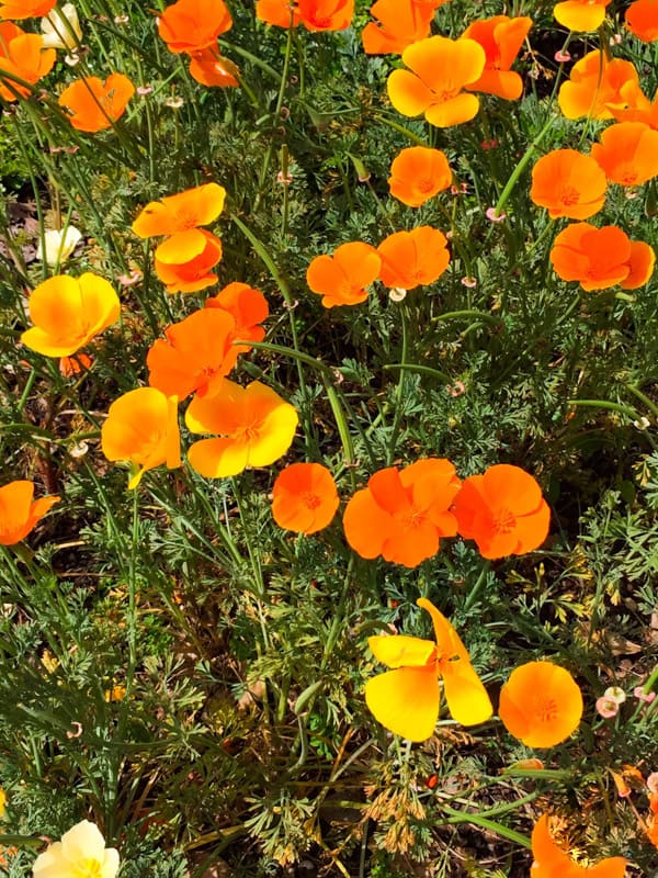California poppies in the spring