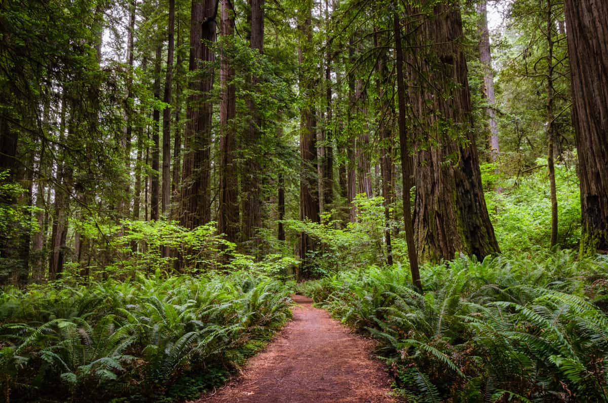 Walking Trail in Redwood National Park, CA