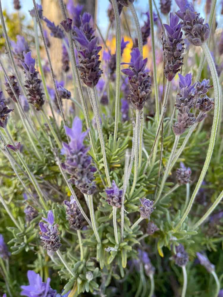 Lavender in herb garden