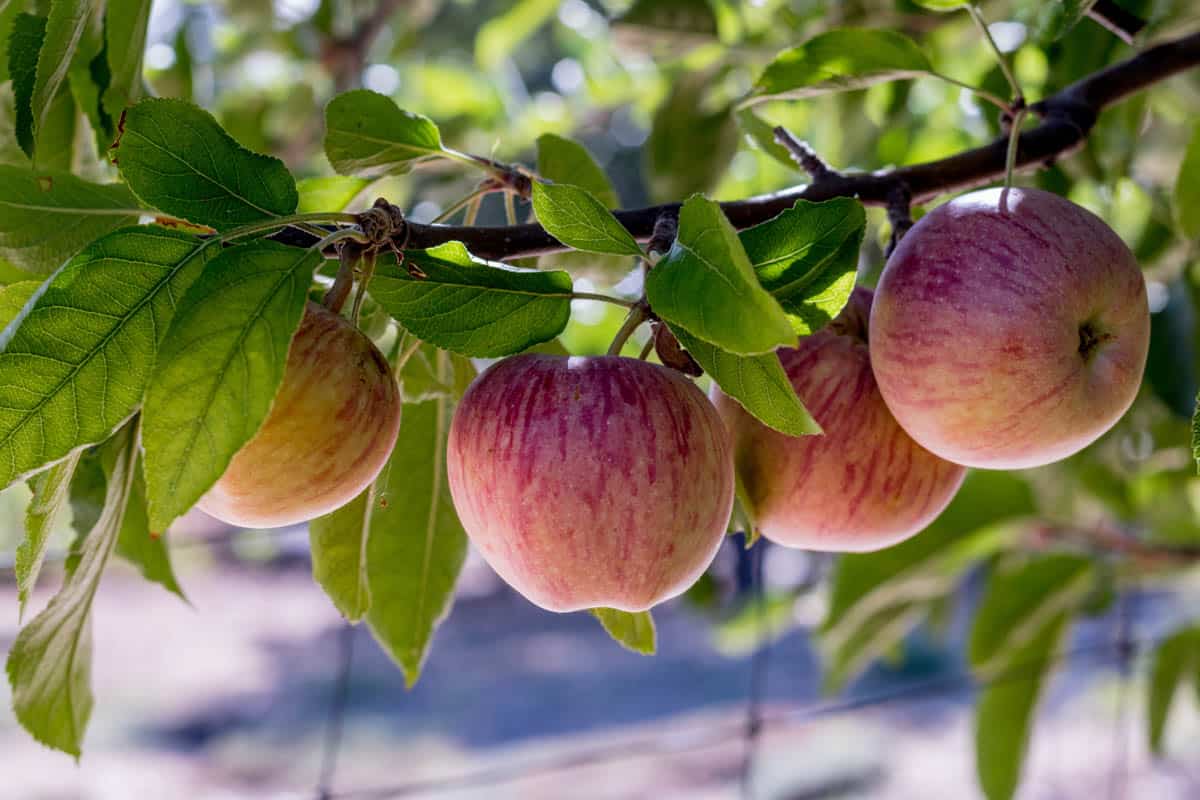 Apples in an orchard in California