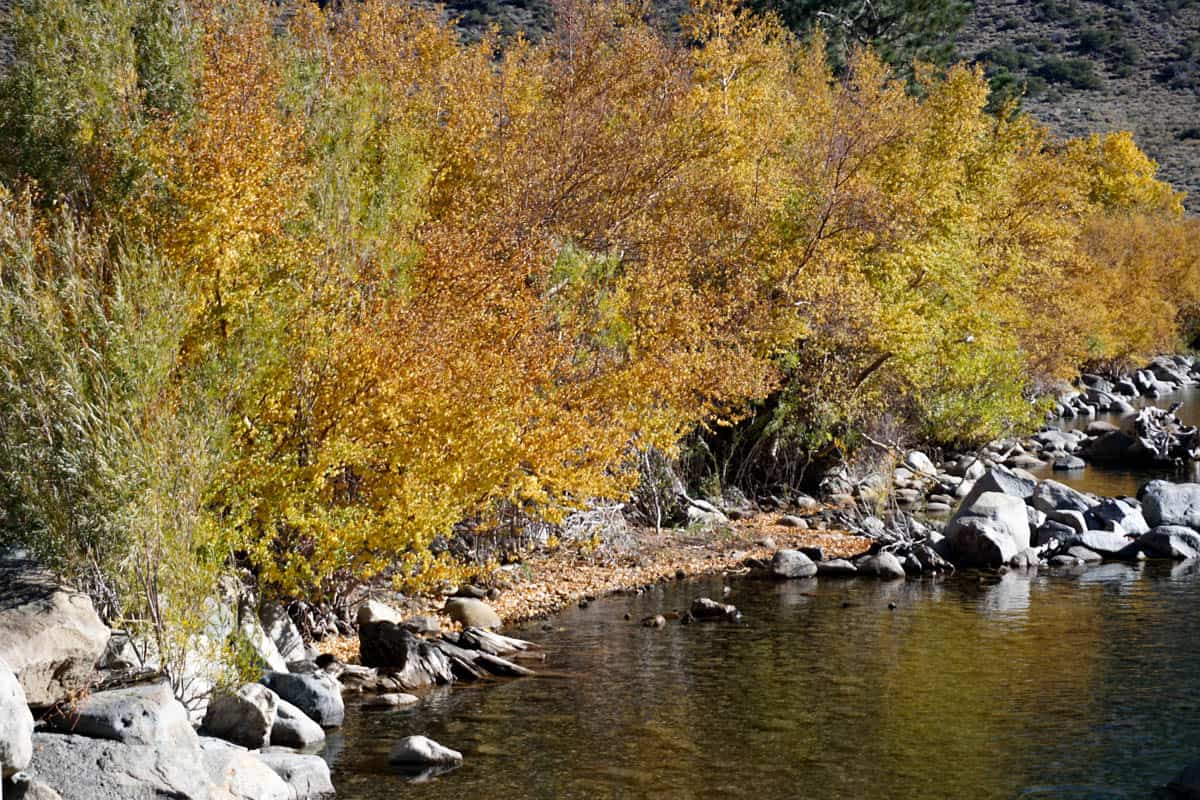 Colorful willow along the shore of Convict Lake in California in the lall.