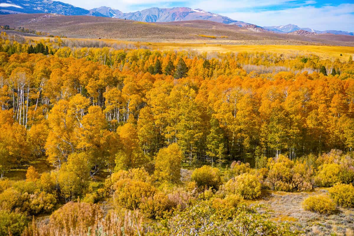 Conway Summit in the Eastern Sierra is one of the best spots for California fall colors!