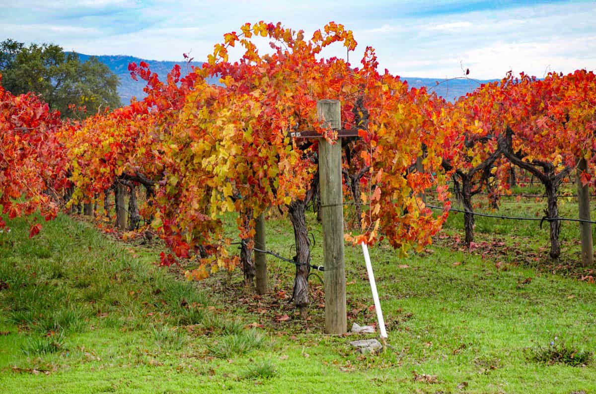 Fall in Napa Valley, California