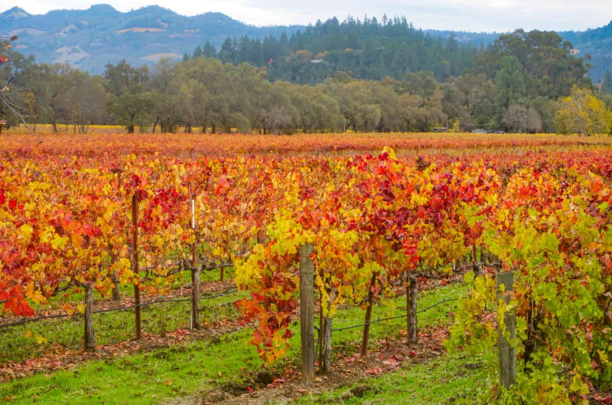 Vineyard in Napa Valley, California, in the fall