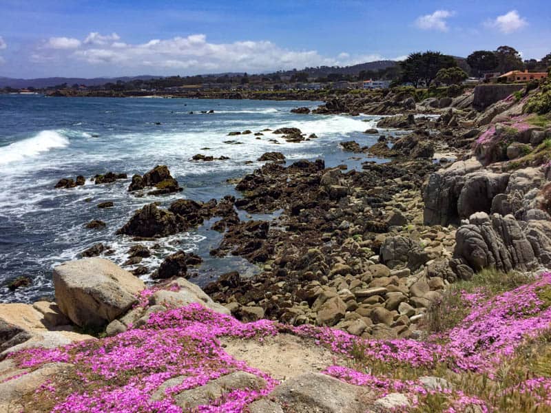 Spring wildflowers in Pacific Grove, CA