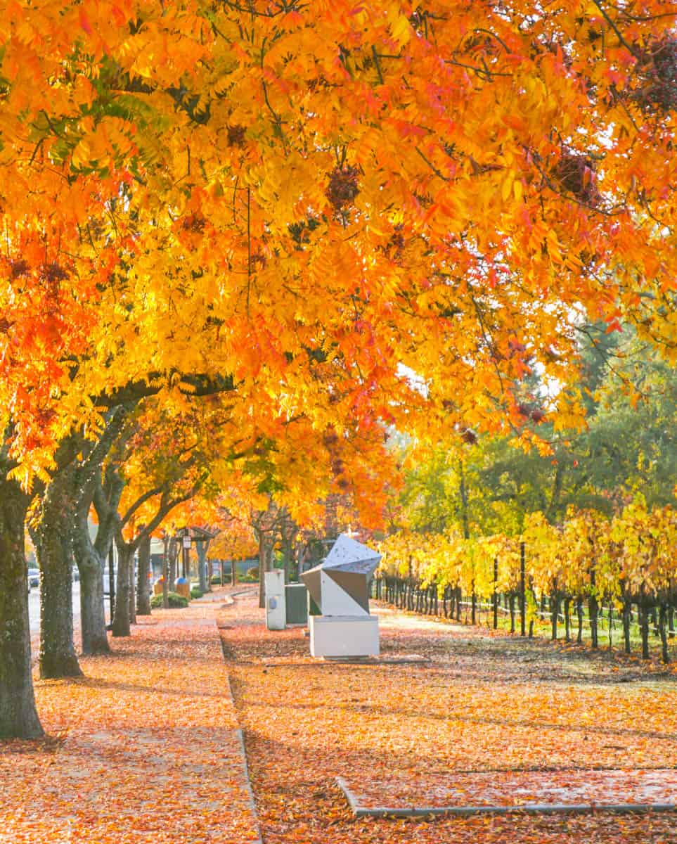 Yountville, California in the fall