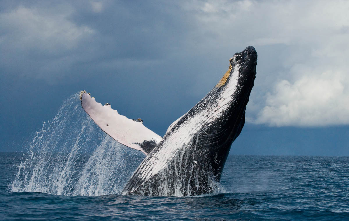 Whale watching is one of the top things to do in Monterey California