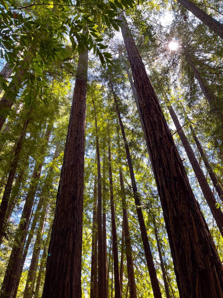 Pfeiffer Big Sur State Park in Big Sur, CA