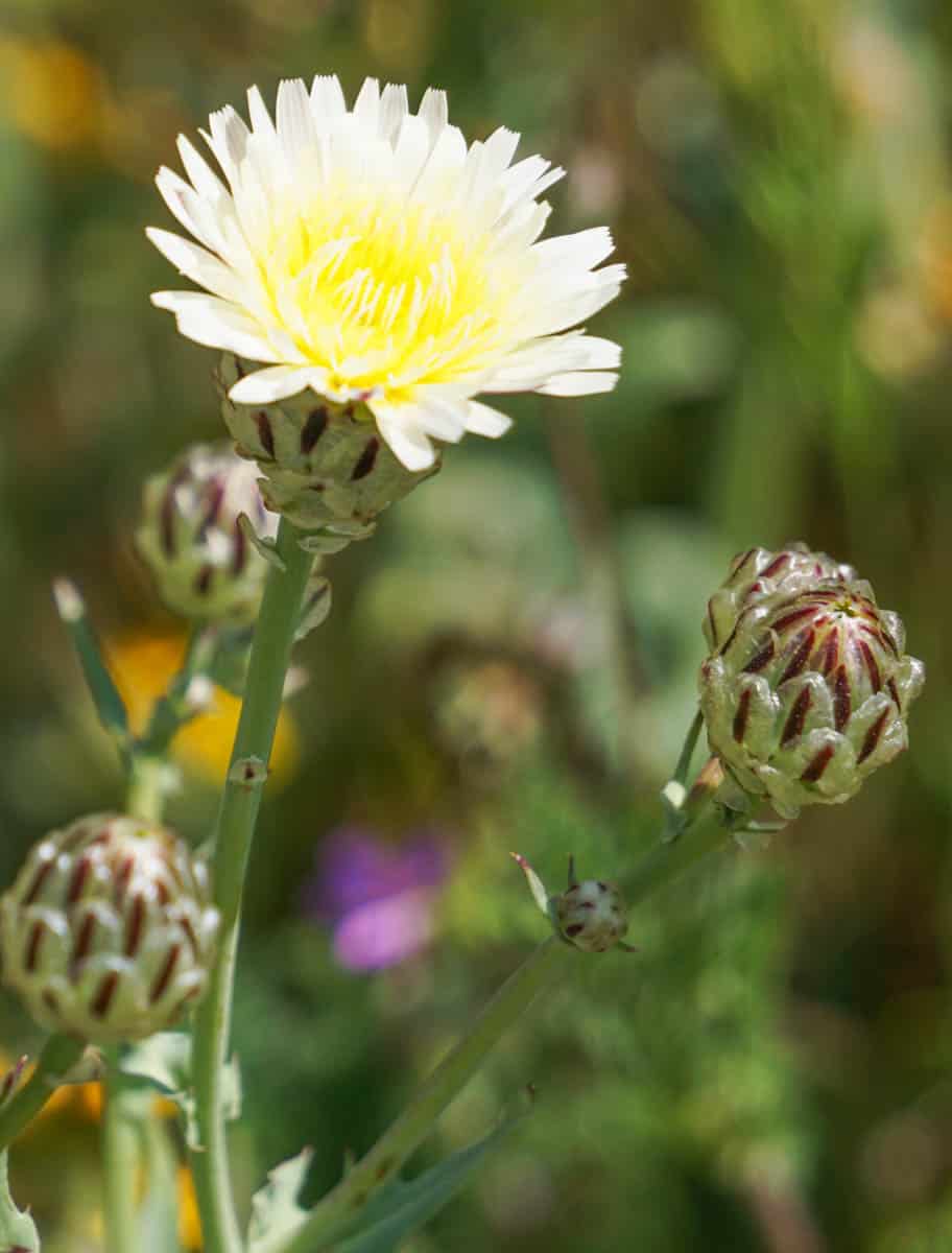 Wildflower in Carrizo Plain California